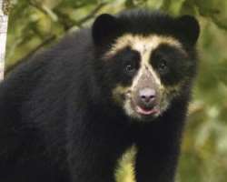 It is inhabited by a wide range of animal species like White-tailed deer, margay, jaguar, and ocelot alongside rare species like a spectacled bear and
